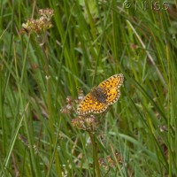 Small Pearl Bordered Fritillary